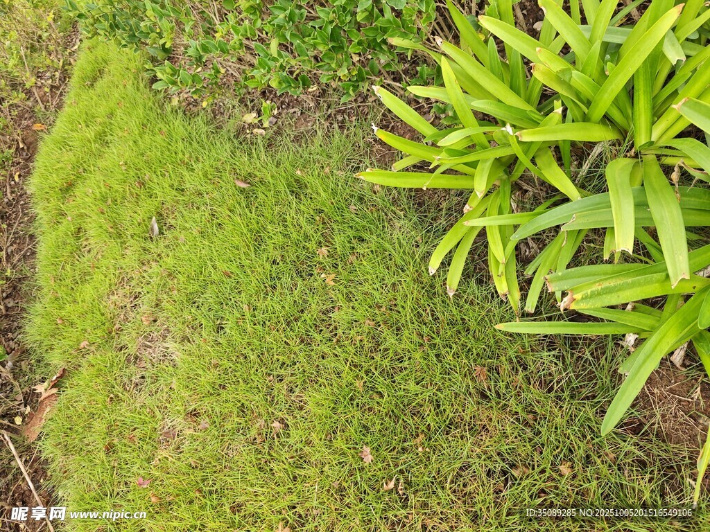 翠绿草地与绿植景观