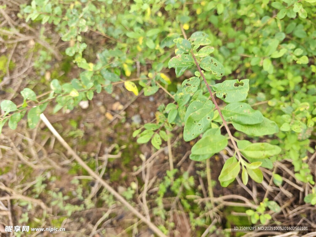 野外绿色植物景象