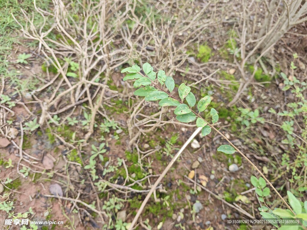 地面生长的嫩绿植物