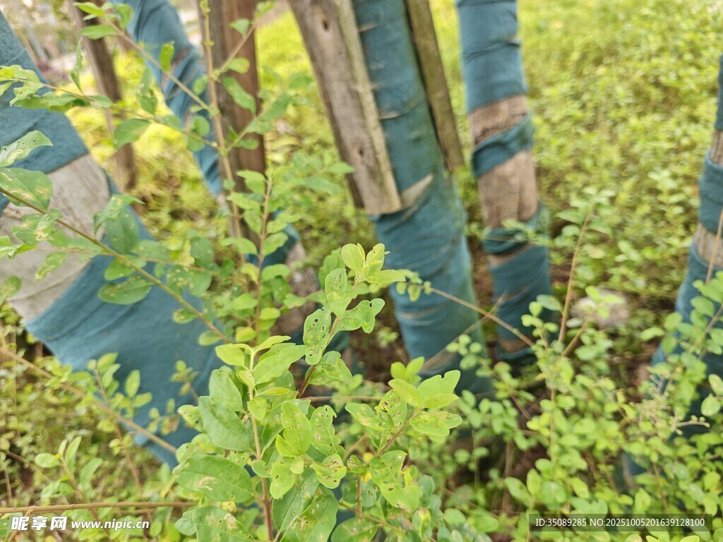 蓝黄相间的围栏与绿植