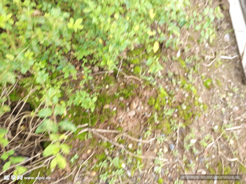 野外绿植与地面景象