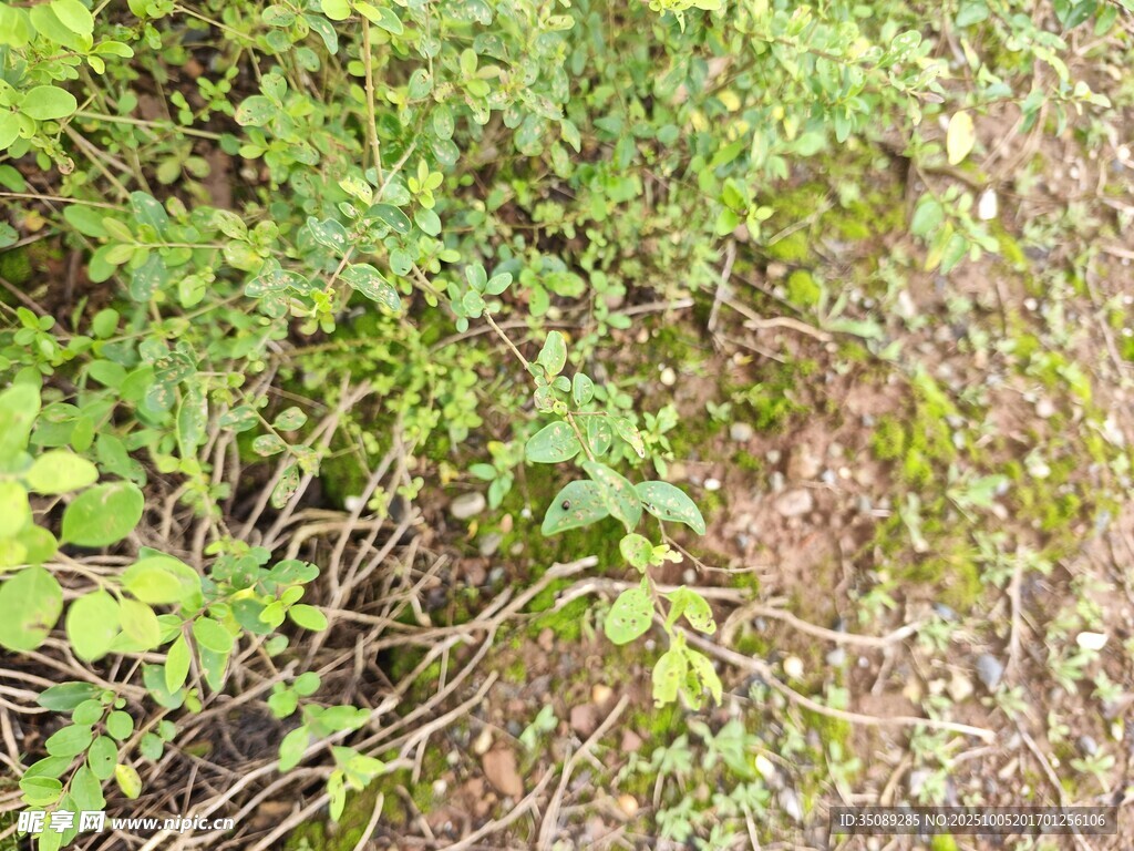 野外丛生的绿色植物
