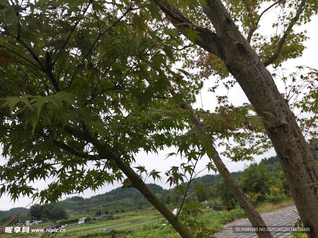乡村路旁绿树成荫景象