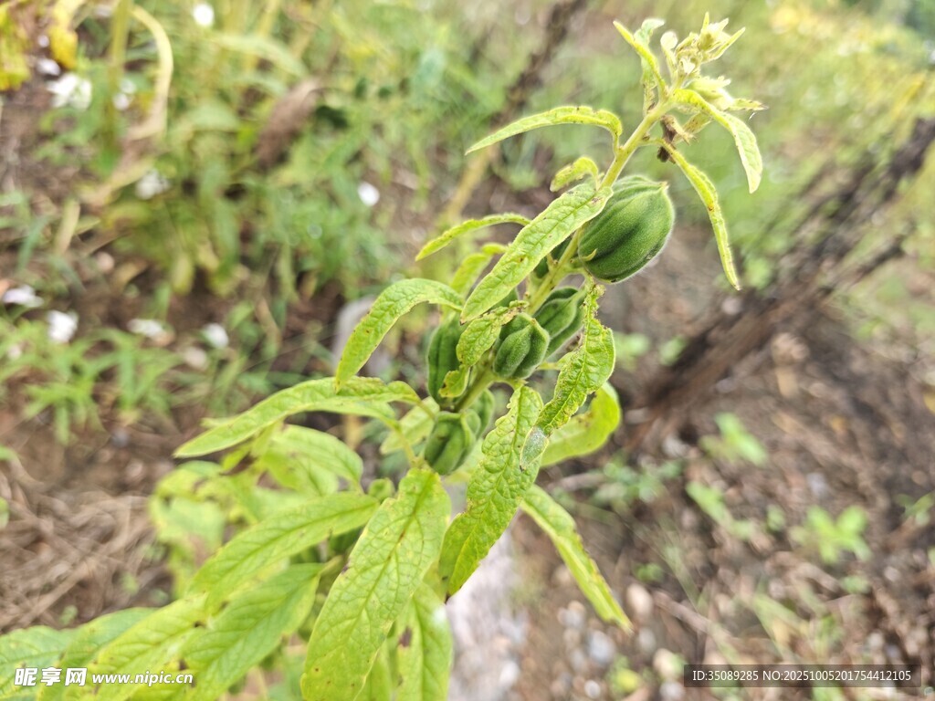 嫩绿植物的生机瞬间