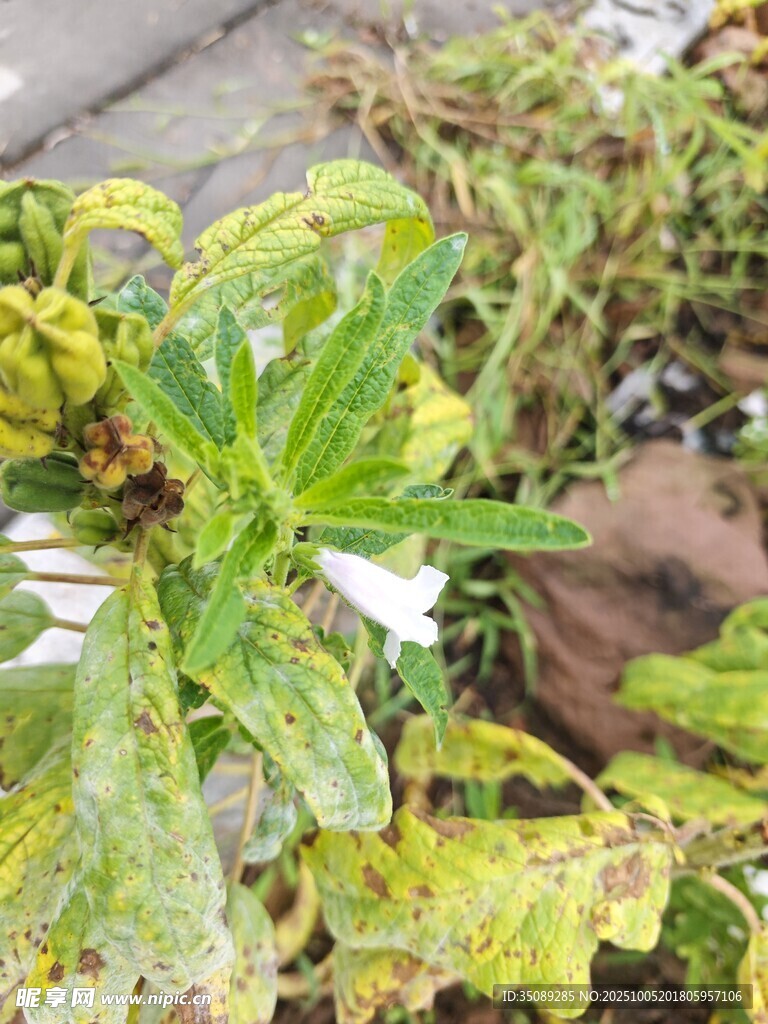 患病的植物叶片特写