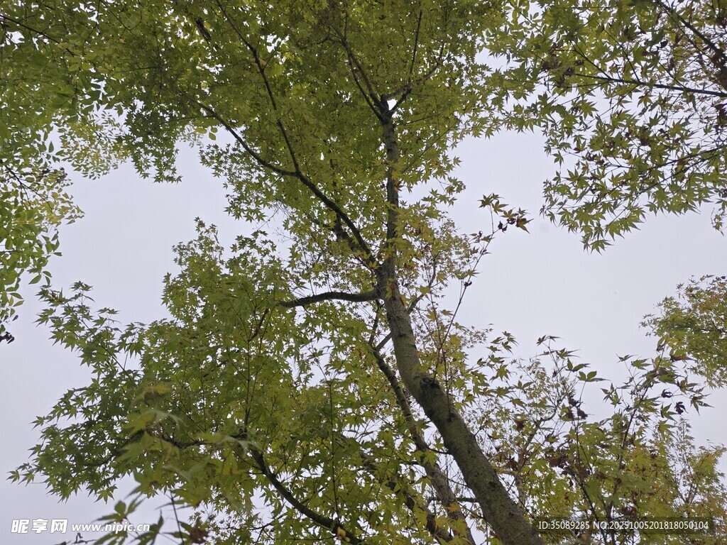 仰视繁茂绿树树冠