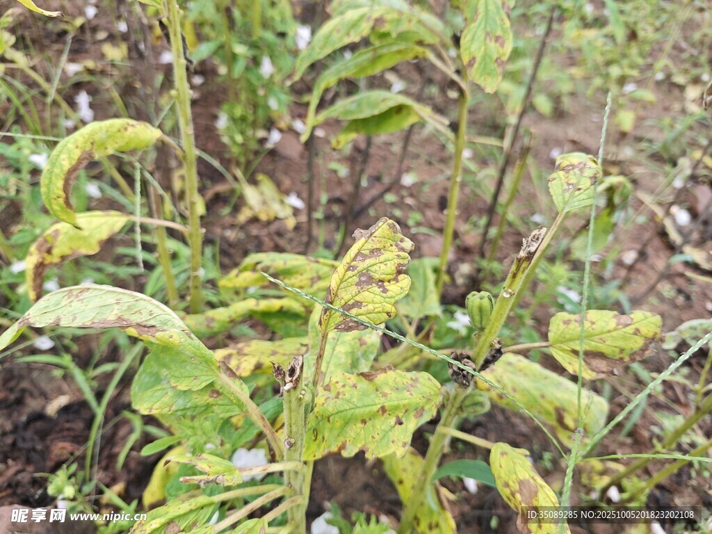 田间嫩绿植物生机勃勃