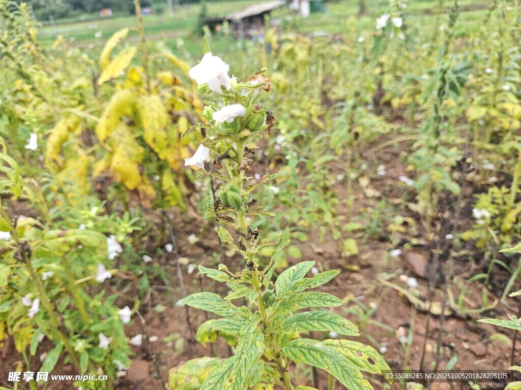 农田中的绿色植物与花朵