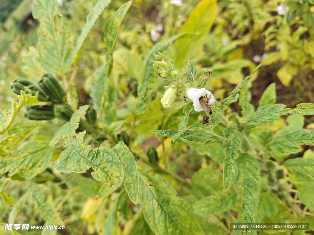 绿色植物特写