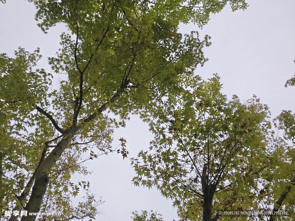 仰视葱郁树木