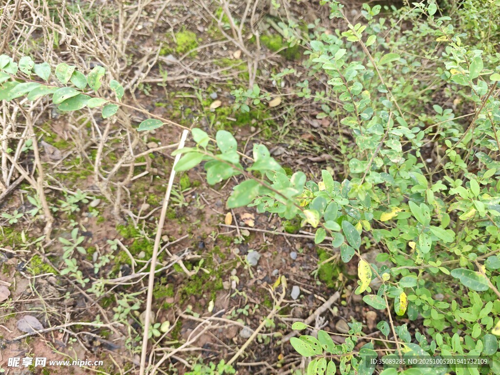 地面上的绿色植物与枯枝