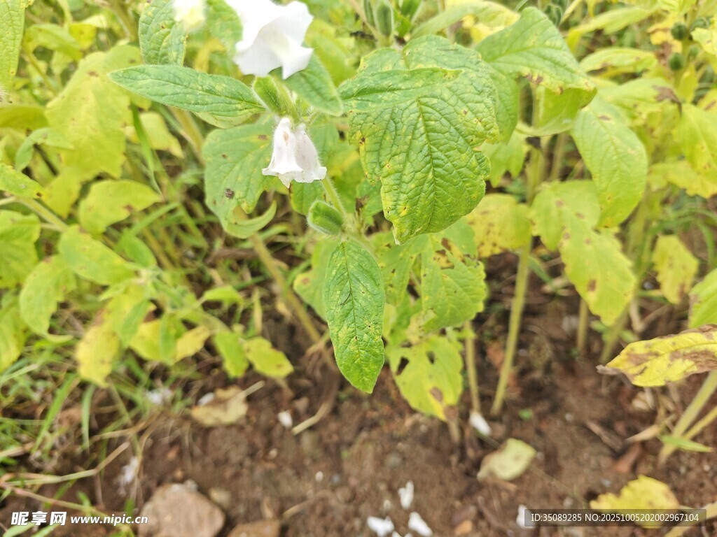 绿叶植物生长于泥土中