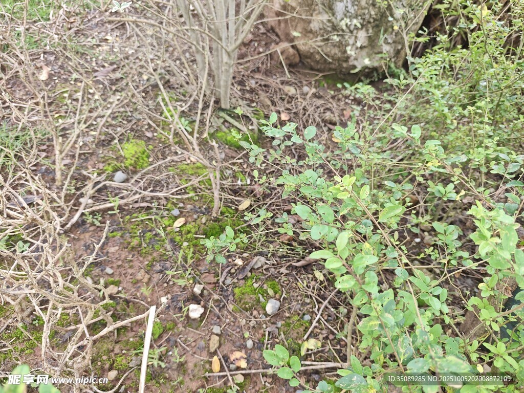 地面绿植与枯枝景象
