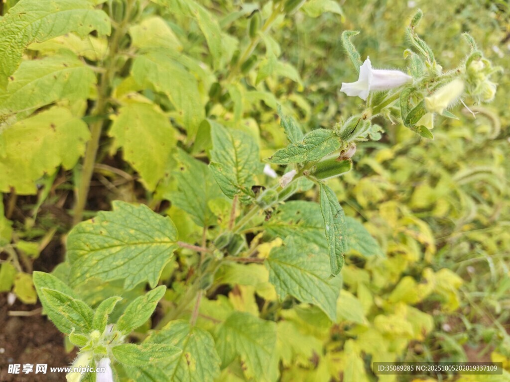 绿叶间的白色小花