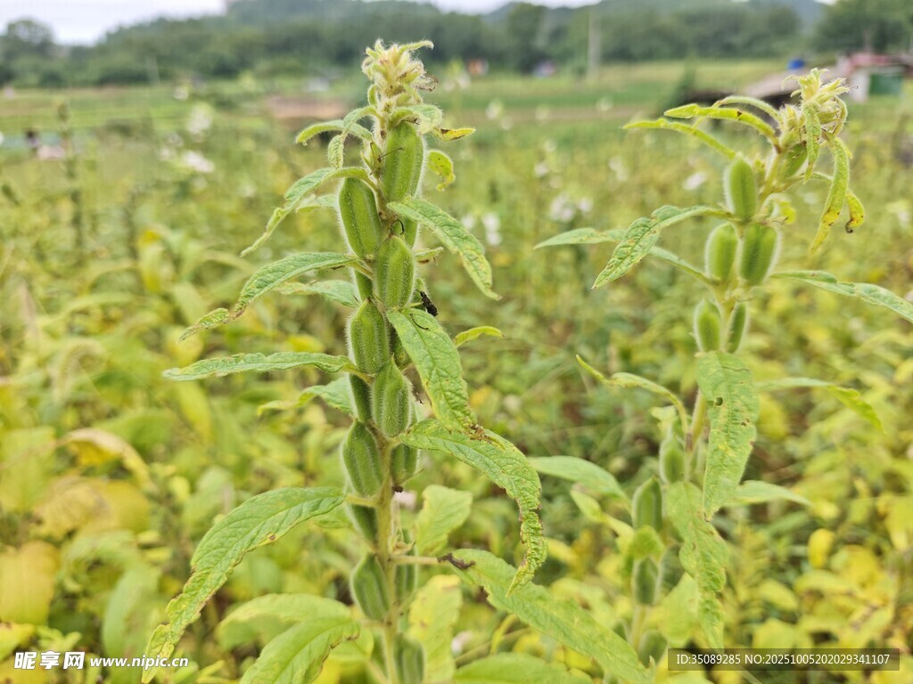 田野中的绿色植物景观