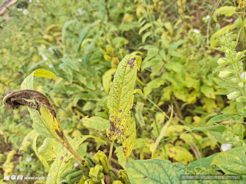 田间生长的绿色植物