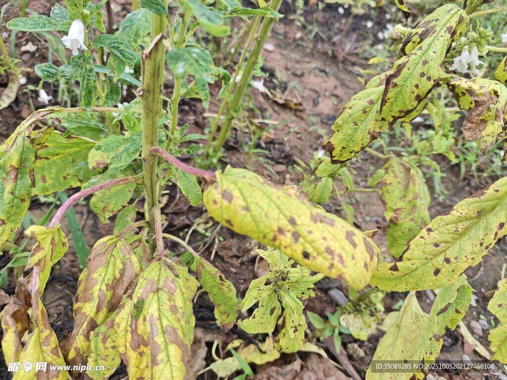 番茄叶片病害症状展示