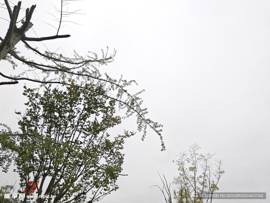 枝头覆雪的树木景象