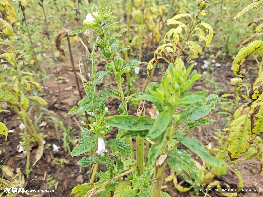 田间生长的绿色植物