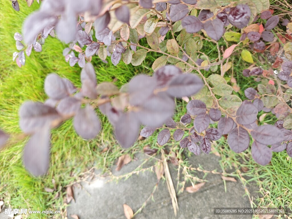 紫色植物与石块景观