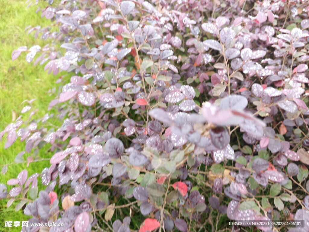 紫叶植物特写