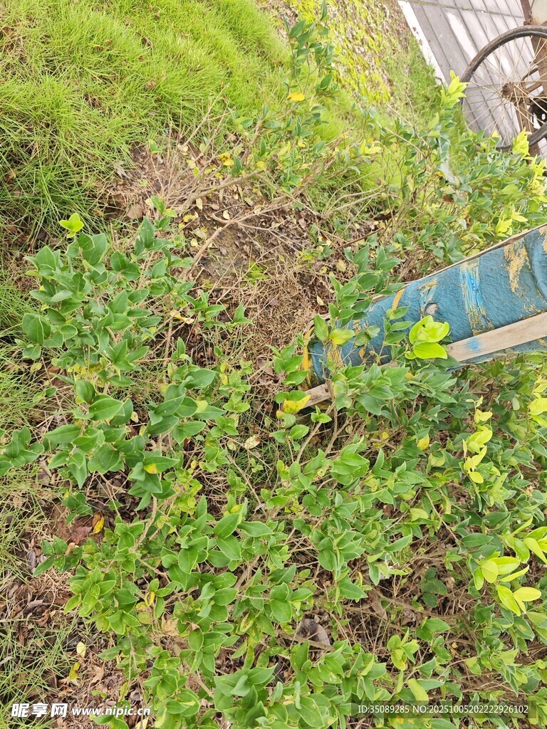 户外草地中的绿植景观