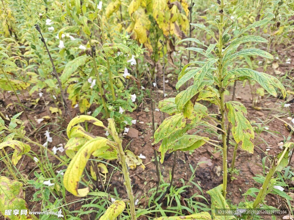田间生长的绿色植物