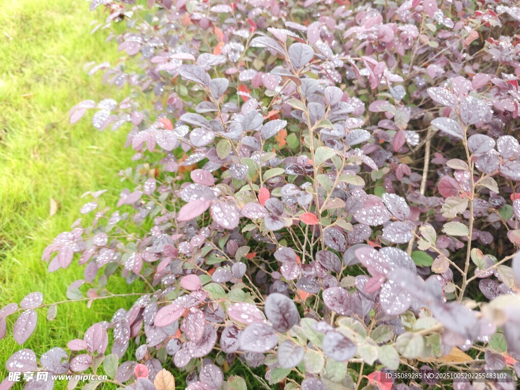 紫叶小檗植物特写