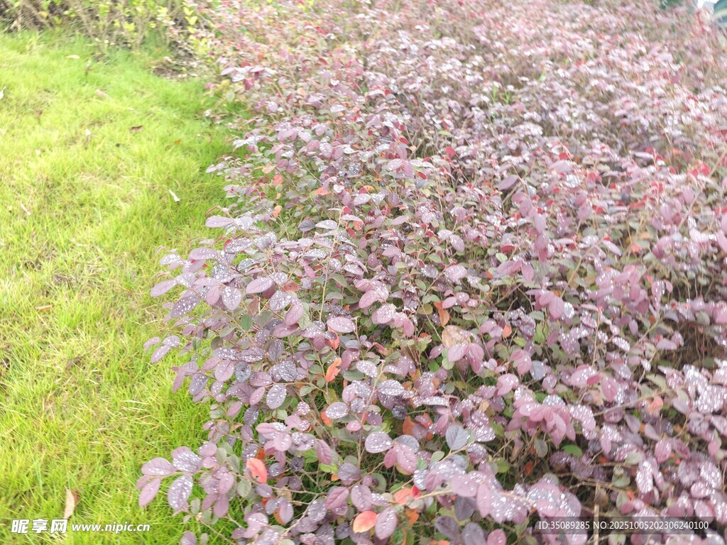 粉叶植物与翠绿草地景观
