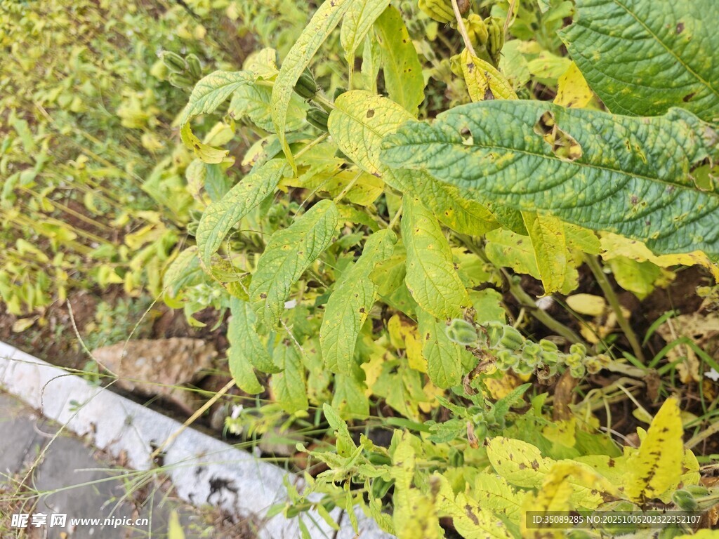 黄叶绿植尽显自然之美