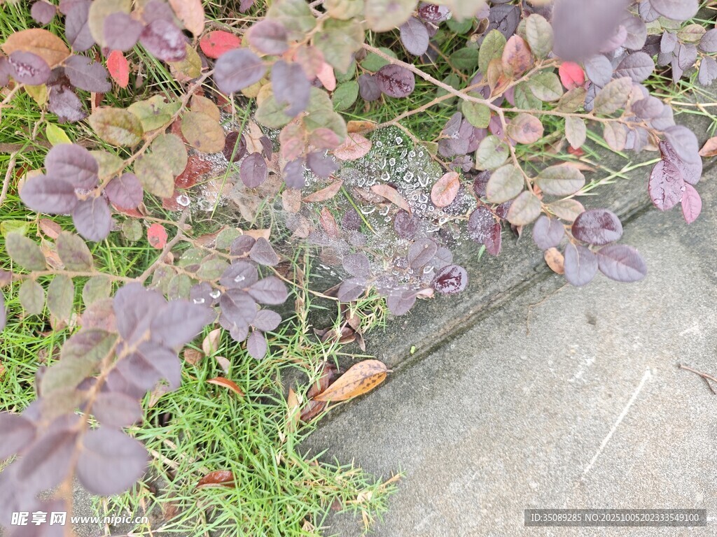 路边多彩植物与落叶