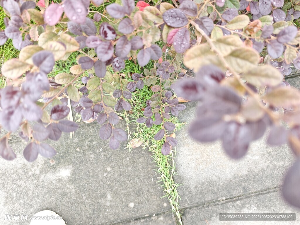 垂挂紫花植物清新雅致
