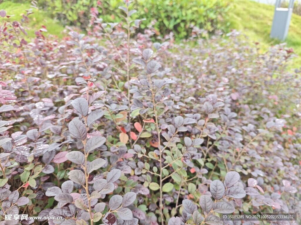 紫叶植物景观