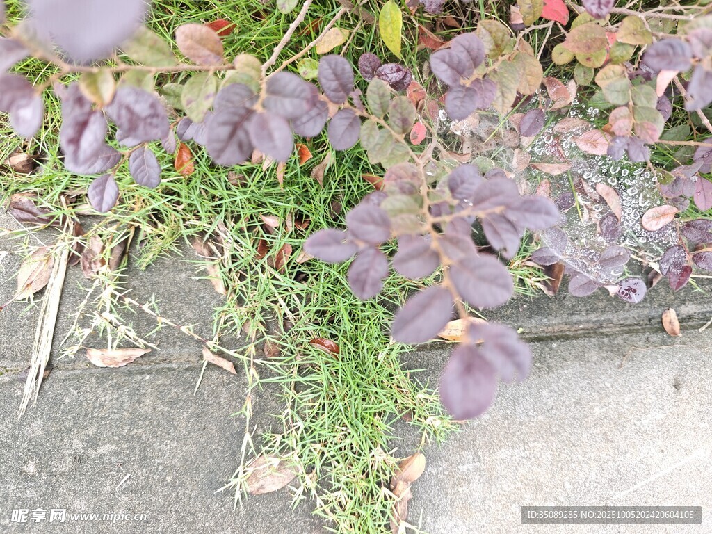 紫色植物与绿色藤蔓景象