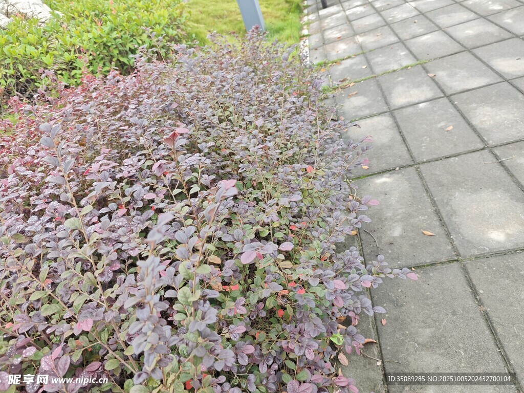 紫色地被植物与石板路