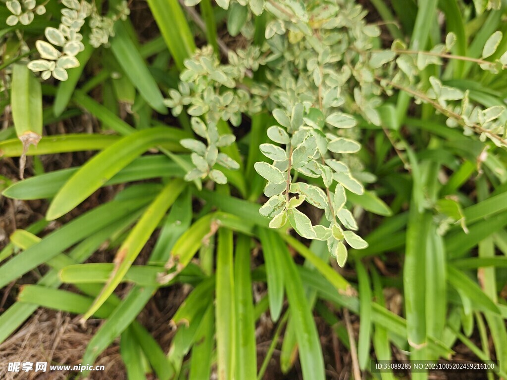 翠绿植物绽放白色小花