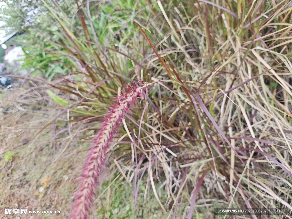红色植物生长于草丛间