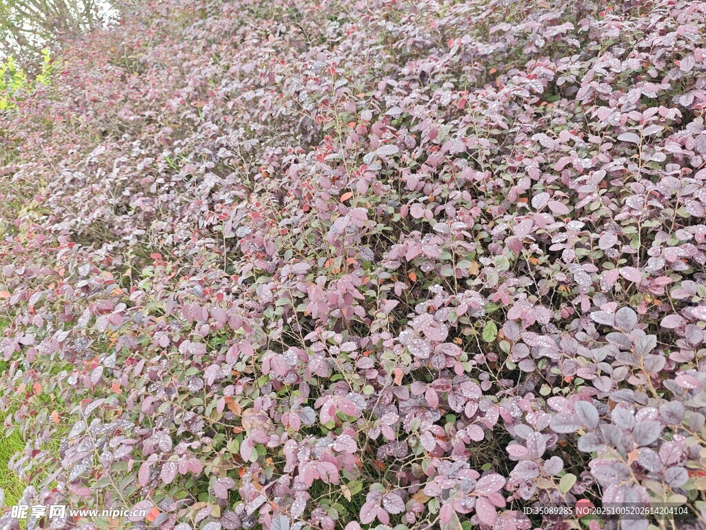 粉色花卉繁茂景象