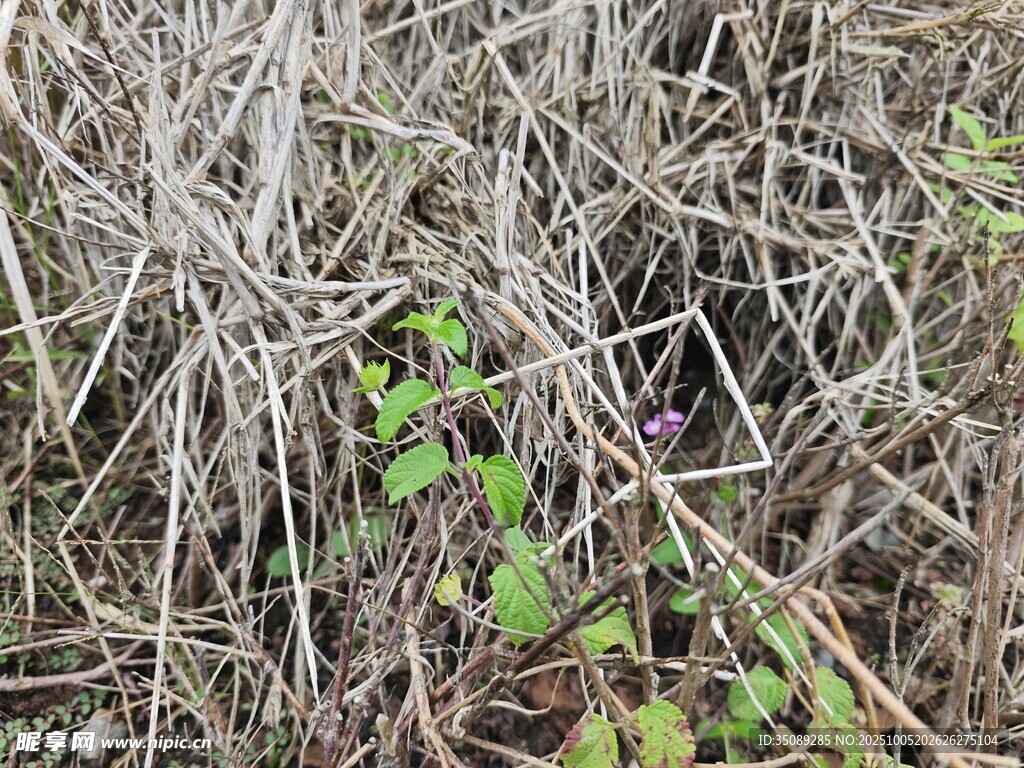 干枯草丛中的绿色植物