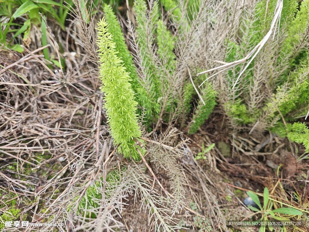 绿色蕨类植物与枯枝干