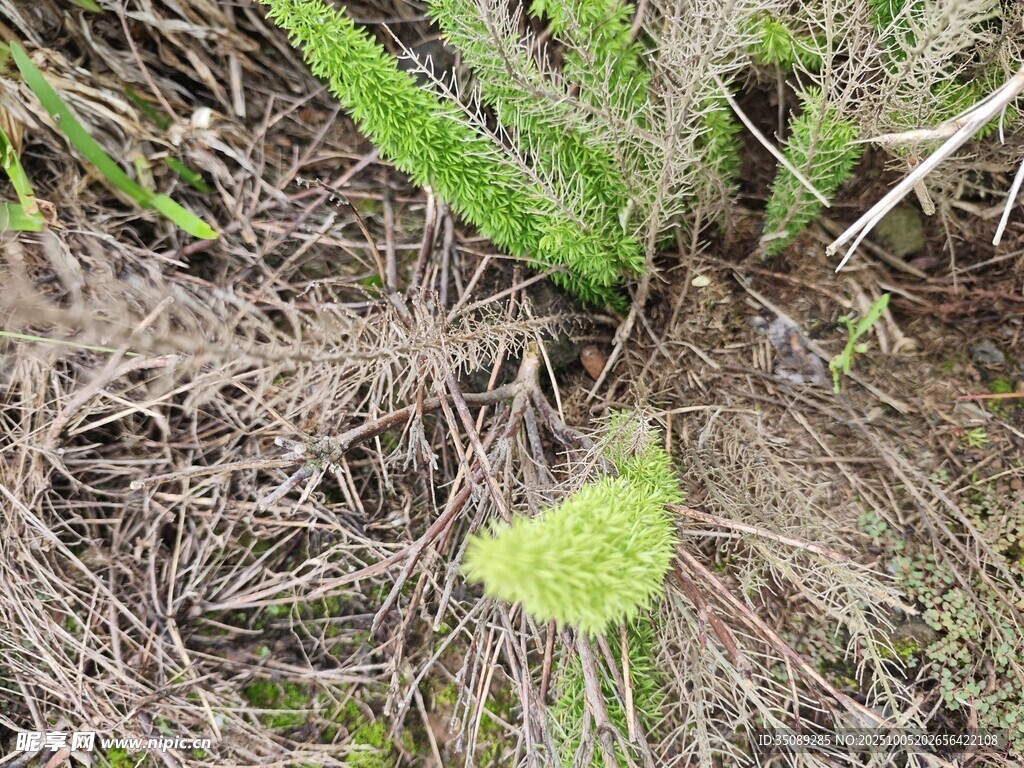 地面生长的嫩绿植物