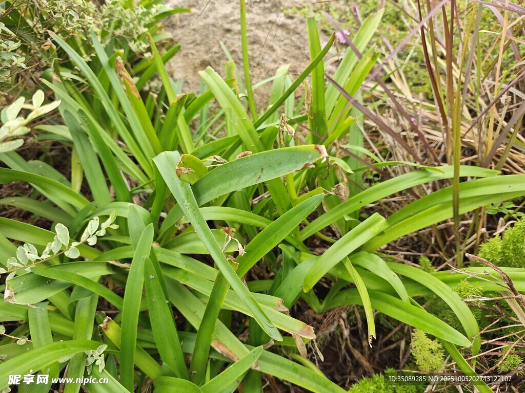 翠绿繁茂的野外植物