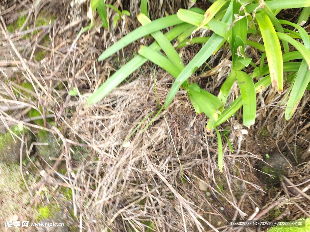 地面上的绿色植物与枯草