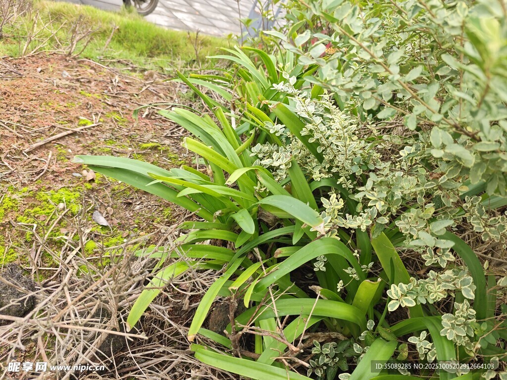 绿叶黄花的蓬勃植物
