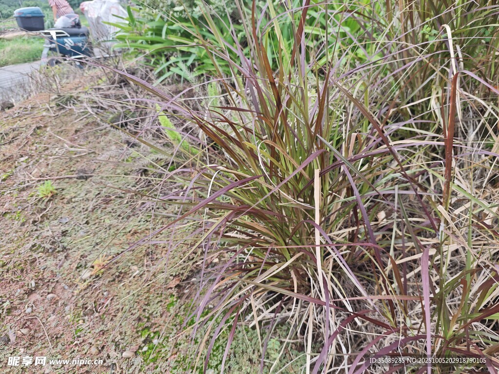 路边的野生植物
