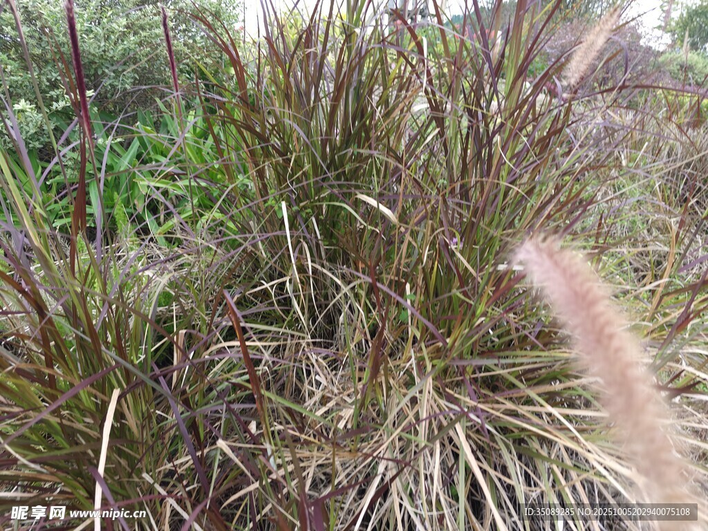 野外丛生的多样草本植物