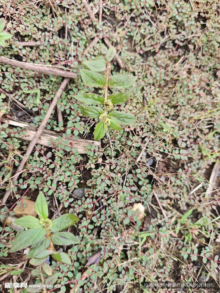 地面上的嫩绿植物