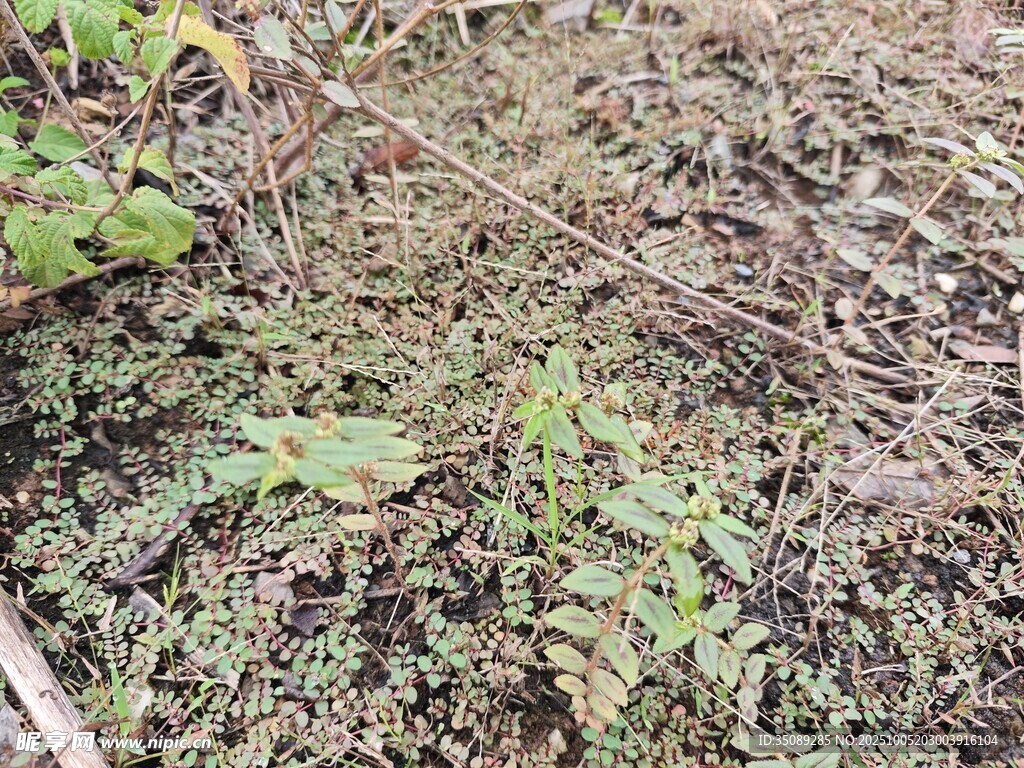 地面上的多样绿色植物