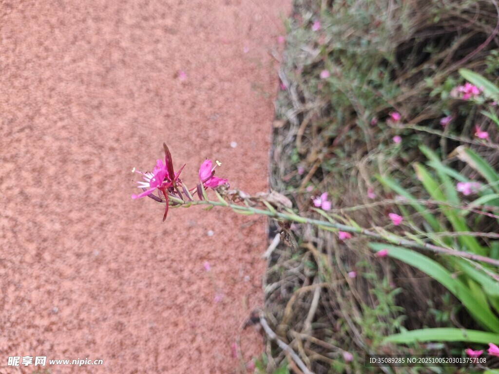路边绽放的娇艳粉色小花