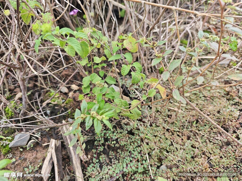 野外绿植生长景象